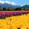 Imagen de Cómo viajar desde Neuquén y Roca a Trevelin para ver el campo de tulipanes