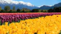 Imagen de Cómo viajar desde Neuquén y Roca a Trevelin para ver el campo de tulipanes