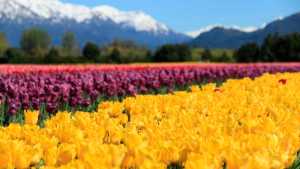 Cómo viajar desde Neuquén y Roca a Trevelin para ver el campo de tulipanes