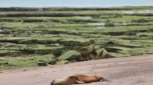 Imagen de Gripe aviar en lobos marinos: Viedma levanta restricciones y sólo una playa quedó cerrada