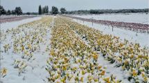 Imagen de «Los tulipanes están contentos con la nieve»: un inédito paisaje de primavera en Trevelin