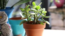 Imagen de Feng Shui: Cómo activar tu árbol de jade, para atraer la abundancia