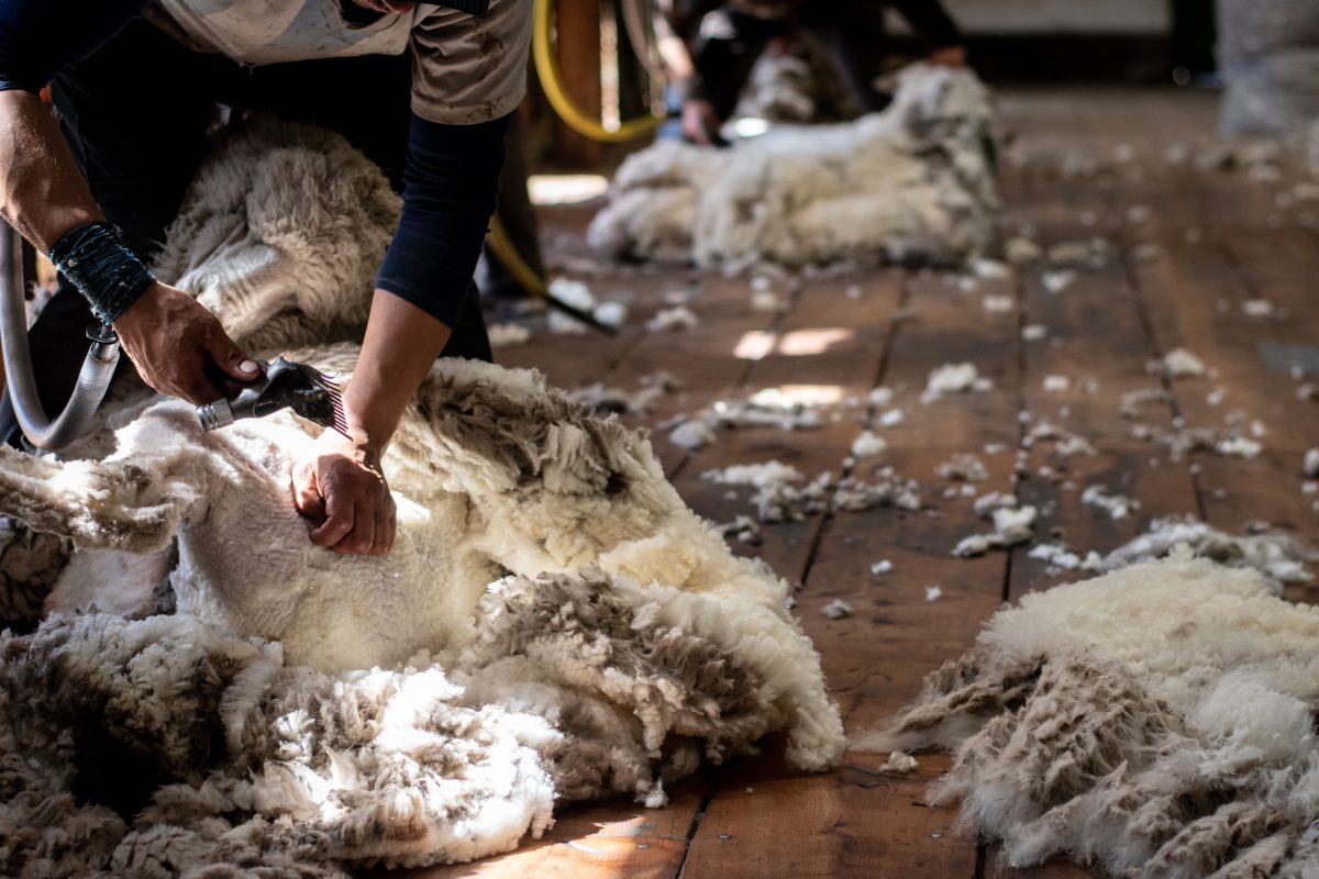 Esquila. Es uno los trabajos rurales más demandados en esta época por los establecimientos de producción ovina.