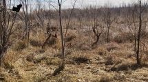 Imagen de En medio de la ola de calor, advierten ante el regreso de «La Niña» y una eventual sequía