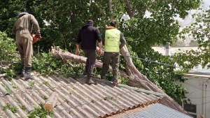 Alerta por vientos en Neuquén: un árbol cayó sobre el área de pediatría del hospital Bouquet Roldán