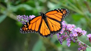 Efecto mariposa: cuál es el origen de la teoría y qué podría explicar