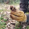 Imagen de Encontraron ejemplares de Monito del Monte entre colchones que iban a ser donados, en Neuquén