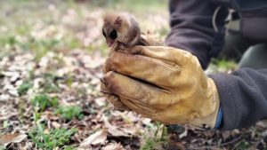 Encontraron ejemplares de Monito del Monte entre colchones que iban a ser donados, en Neuquén