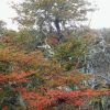 Imagen de La hierba de la Patagonia que supera al mate y al té verde en antioxidantes