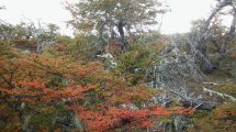 Imagen de Cuál es la planta de la Patagonia que tiene propiedades antioxidantes y anticancerígenas