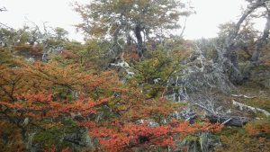 Cuál es la planta de la Patagonia que tiene propiedades antioxidantes y anticancerígenas