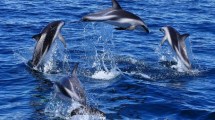 Imagen de Navegar con delfines: la increíble experiencia que podés vivir en Puerto Madryn