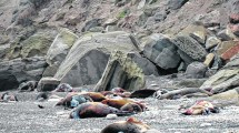 Imagen de Un balneario hecho cementerio de lobos: el drama ambiental jaquea la temporada en La Lobería