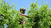 Imagen de Los trabajadores de la fruta siguen sin llegar a un acuerdo de aumento salarial