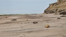 Imagen de Gripe aviar, cómo sigue la situación en las costas de Río Negro