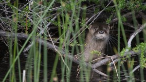 El mágico encuentro con un huillín curioso en el Parque Nahuel Huapi