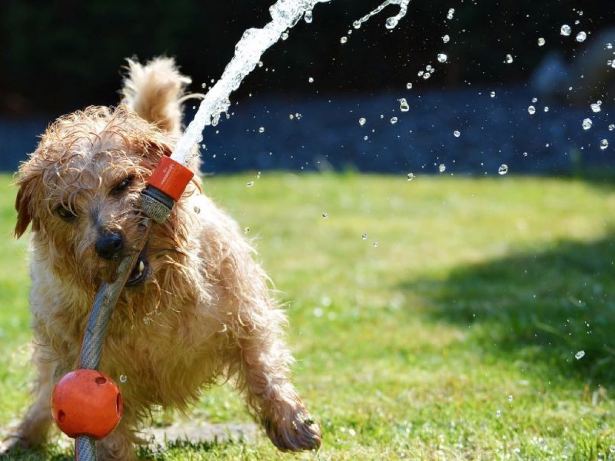 Es importante cuidar a los perros durante estos días de mucho calor.-