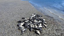 Imagen de Tristeza en Santa Cruz: 139 pingüinos murieron atrapados por redes de pesca ilegales