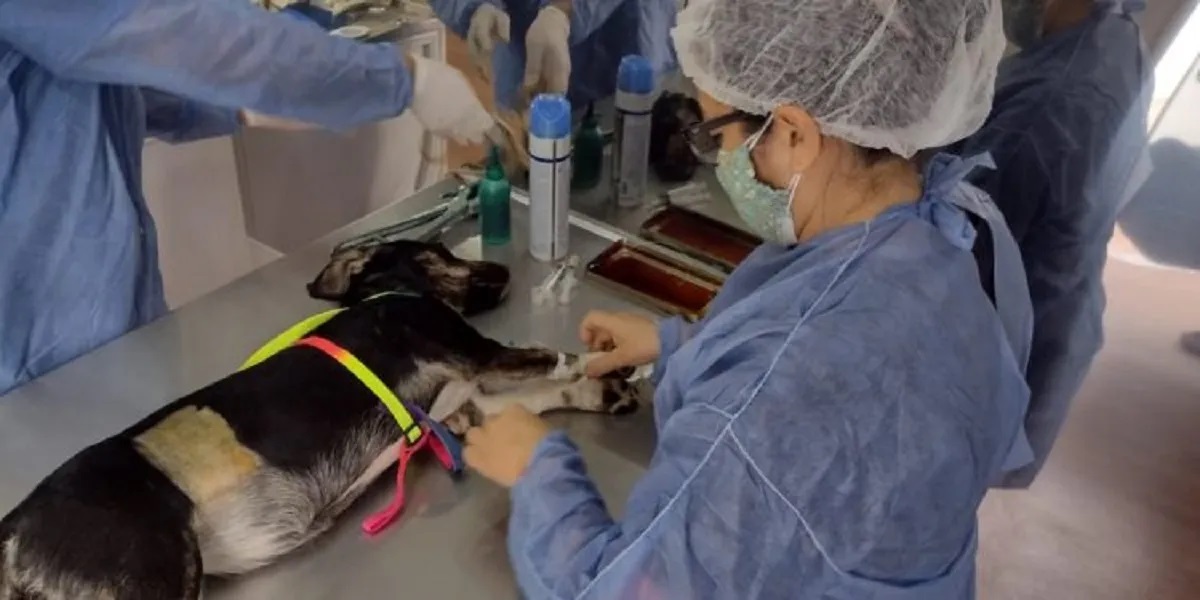 Castraciones gratuitas para perros y gatos en Neuquén. (Foto: archivo)