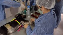 Imagen de Trabajarán desde Zoonosis para controlar la sobrepoblación de perros y gatos en Cutral Co