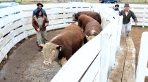 Imagen de En Viedma el precio de la hacienda aumentó ayer un 55% y acumula subas del 75% en los últimos 50 días