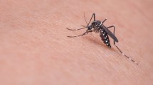 Imagen de El mosquito del dengue ya se reproduce en Neuquén: qué dicen las autoridades sanitarias