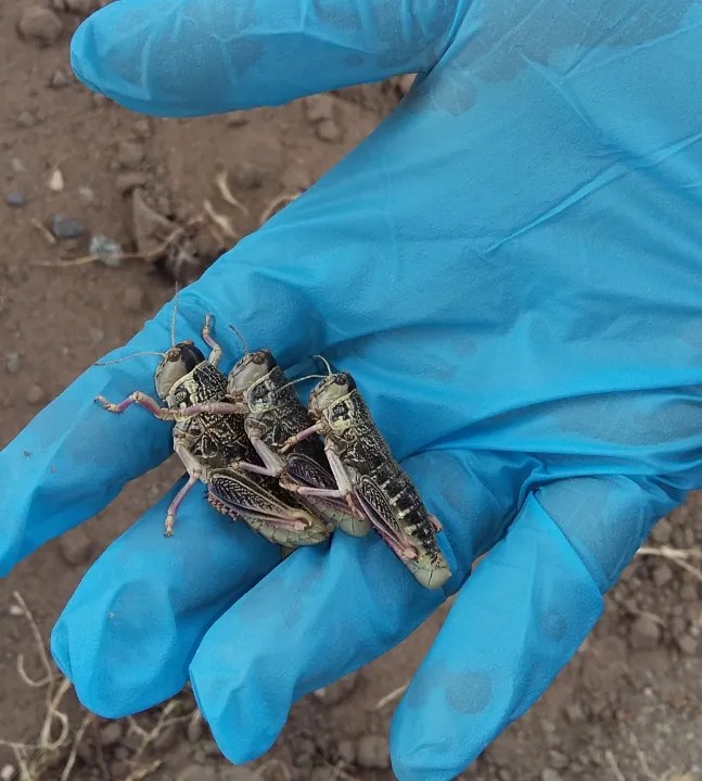 El saltamontes, llamado tucura sapo, es una plaga en Patagonia. Por eso, se estudia su cría para consumo 