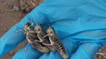 Imagen de Un saltamontes que se vuelve plaga en Patagonia podría ser un buen alimento