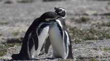 Imagen de Caminar entre los pingüinos patagónicos en Punta Tombo, una maravilla para hacer una vez en la vida