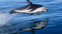 Imagen de Inolvidable: se embarcó en Puerto Madryn para fotografiar delfines y mirá lo que pasó…