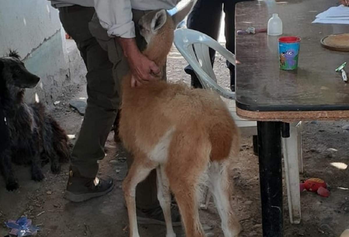 Allanaron una vivienda en Cinco Saltos: encontraron animales enjaulados