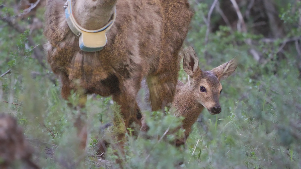 La nueva cría de huemul nació el 3 de diciembre. Foto: gentileza