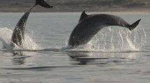 Imagen de Cómo se distinguen los 3 delfines que viven en costas de Río Negro