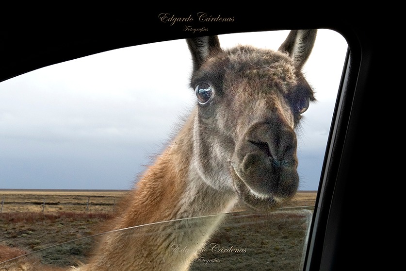 Pura ternura. Se acercó a la ventanilla y se quedó varios minutos así, mirando a Edgardo en la ruta 3 en Tierra del Fuego.. 