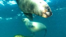 Imagen de Video | El increíble encuentro con lobos marinos y medusas de un buzo en Puerto Madryn