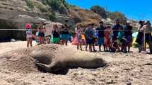 Imagen de Las Grutas: qué hay detrás de la aparición de una elefanta marina en la playa