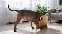 Imagen de A qué se debe el movimiento de la cola de los perros y qué comunica