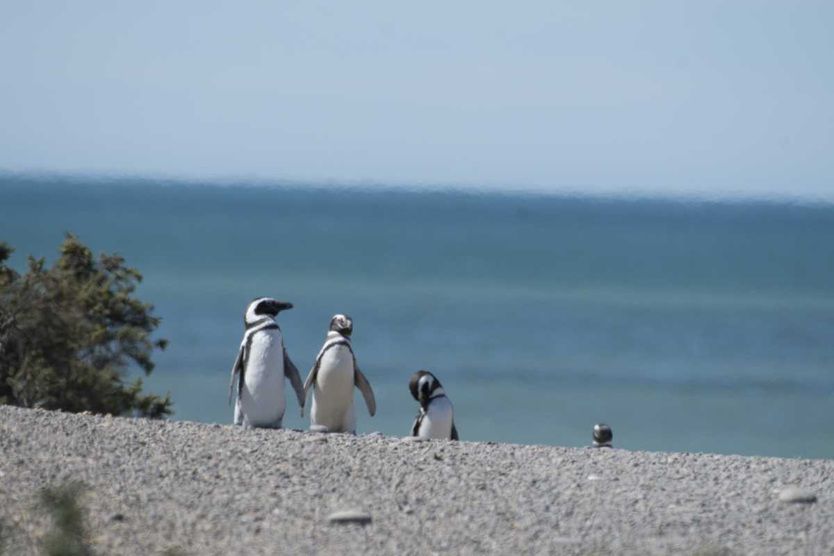 La masacre de pingüinos en Punta Tombo irá a juicio. Foto: archivo Alejandro Carnevale. 