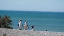 Imagen de Mapa: dónde fue la masacre de pingüinos de Punta Tombo