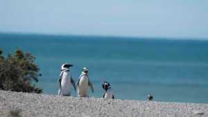 Mapa: dónde fue la masacre de pingüinos de Punta Tombo