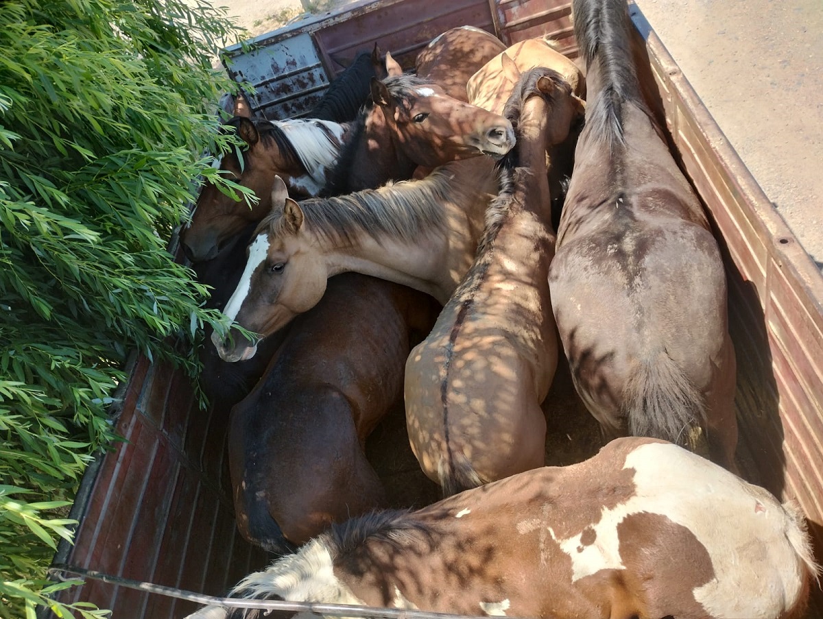 Un hombre de 60 años es el primer fallecido en Córdoba por encefalitis equina. Foto: ilustrativa, gentileza.