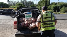 Imagen de Intentó entrar a Cipolletti con la camioneta repleta de carne y lo descubrieron en Barda del Medio