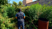 Imagen de Allanamiento en Choele Choel: secuestran más de 70 plantas de marihuana