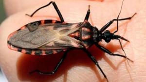 Calor y humedad, medidas para prevenir la aparición de Vinchucas: cómo cuidarse del Chagas