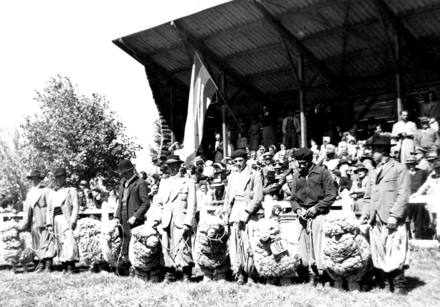 Foto histórica de una Expo de la Sociedad Rural del Neuquén, cuando el ganado lanar era más fuerte en la provincia.