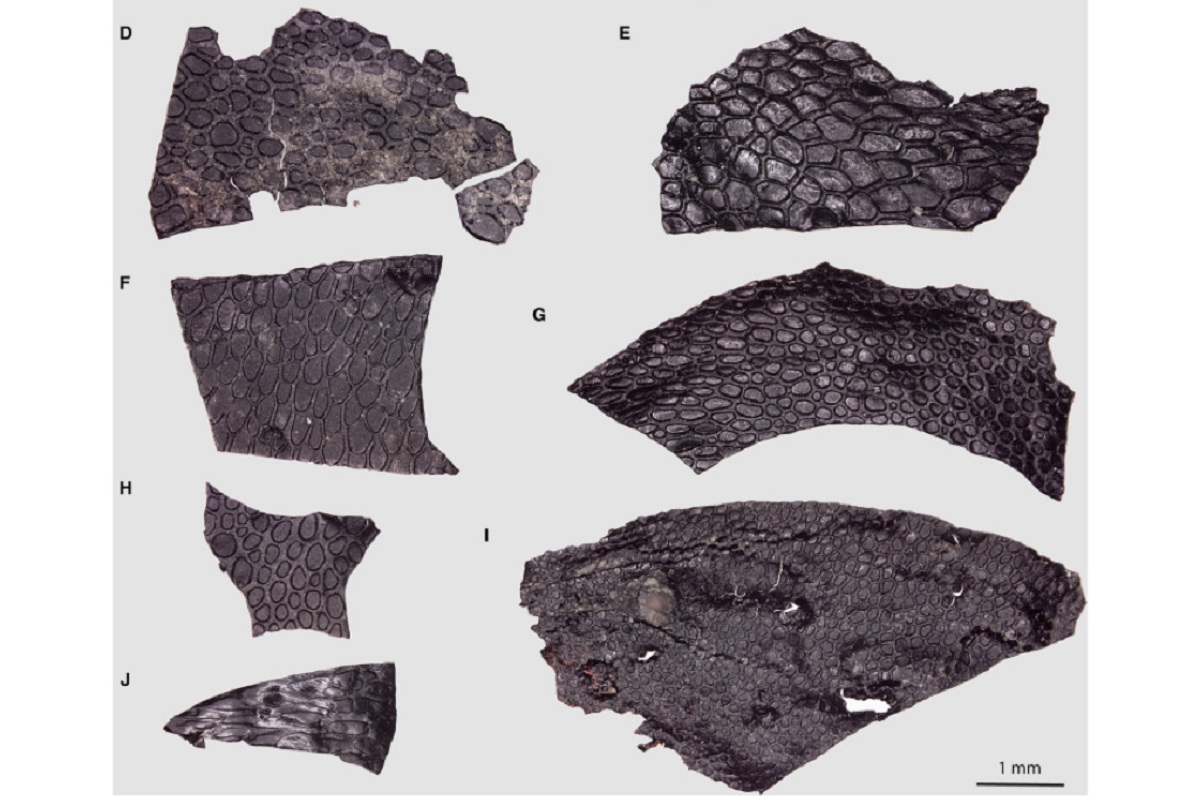 Superficie de impresiones que muestran una variación significativa en la morfología externa, el patrón y la distribución de las escamas epidérmicas. Foto: Current Biology.