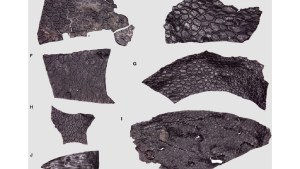 Descubren la muestra de piel fosilizada más antigua del mundo