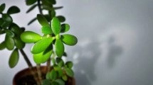 Imagen de Qué significa tener un árbol de jade en casa