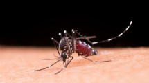 Imagen de Dengue: por qué los mosquitos pican más a unas personas que a otras y cómo protegerse