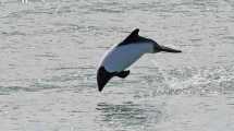 Imagen de Conocé a las toninas, los delfines más hermosos y amigables en un paseo por el mar patagónico